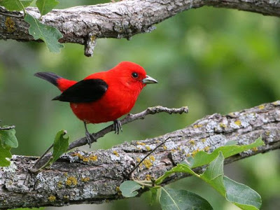 Bright red bird with black wings and tail sitting on a twig of a large tree branch