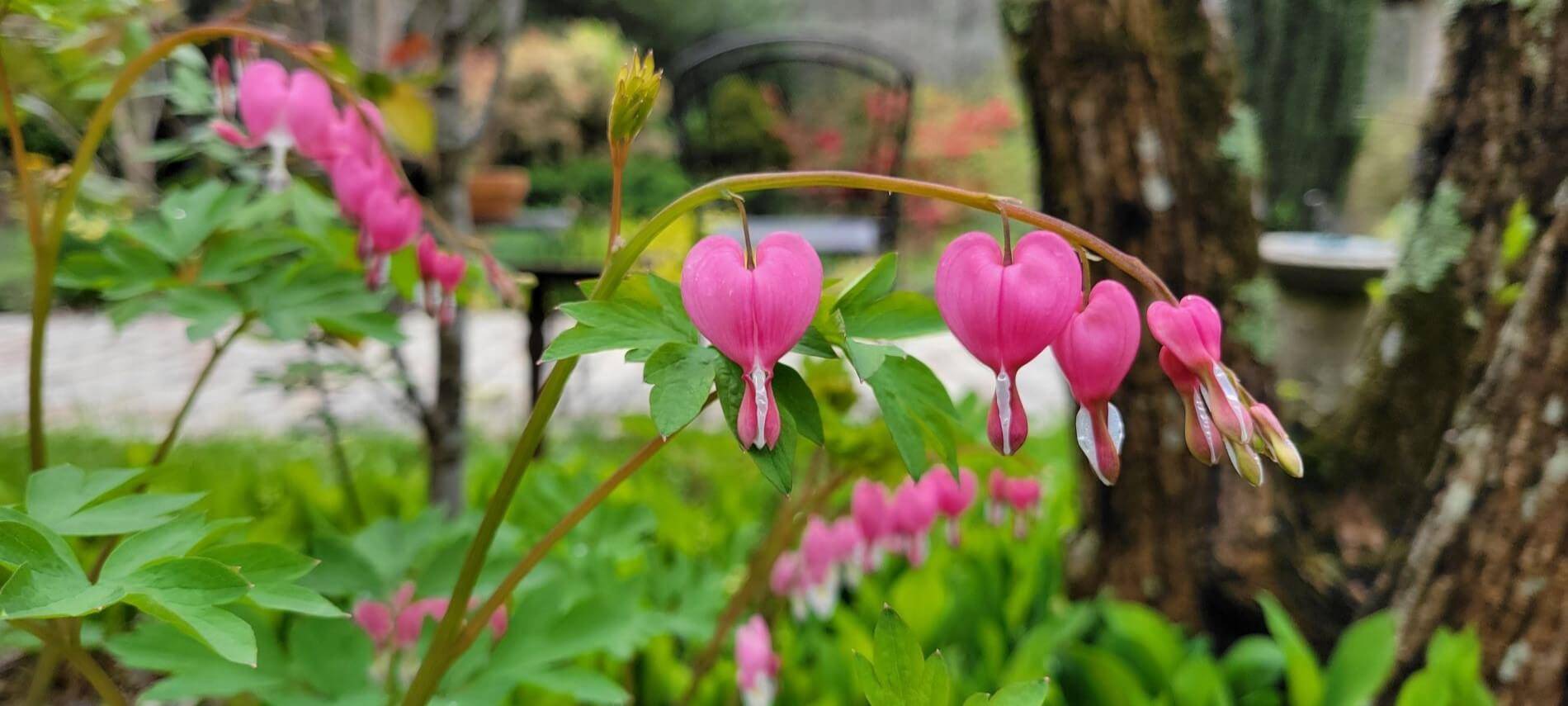 hanging pink flowers in garden surrounded by greenery with blurred patio in background