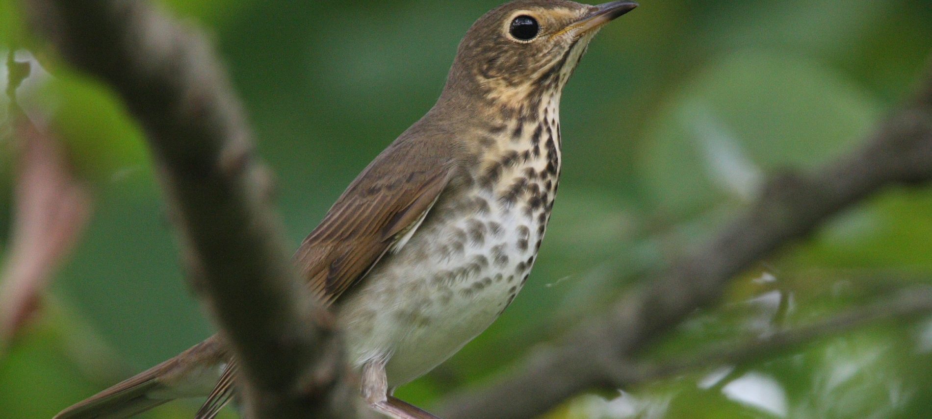 Close up of a medium sized brown bird with speckled chest facing sideways on a branch in the woods