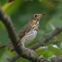 Close up of a medium sized brown bird with speckled chest facing sideways on a branch in the woods