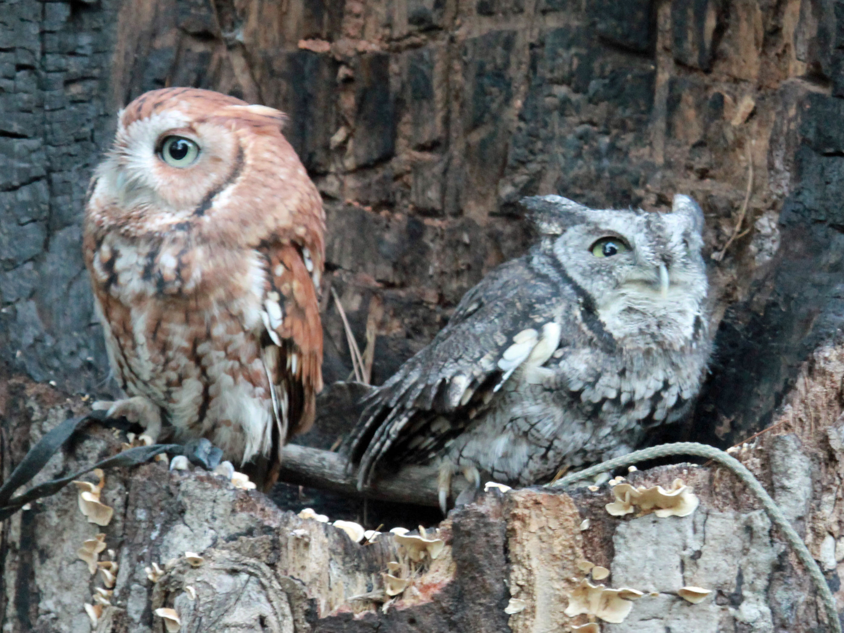 Close-up of two small stocky owls, one red and one gray, sitting in the hollow of a tree