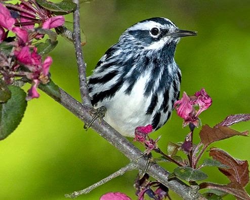 Black and white streaked bird on the branch of a pink flowering shrub