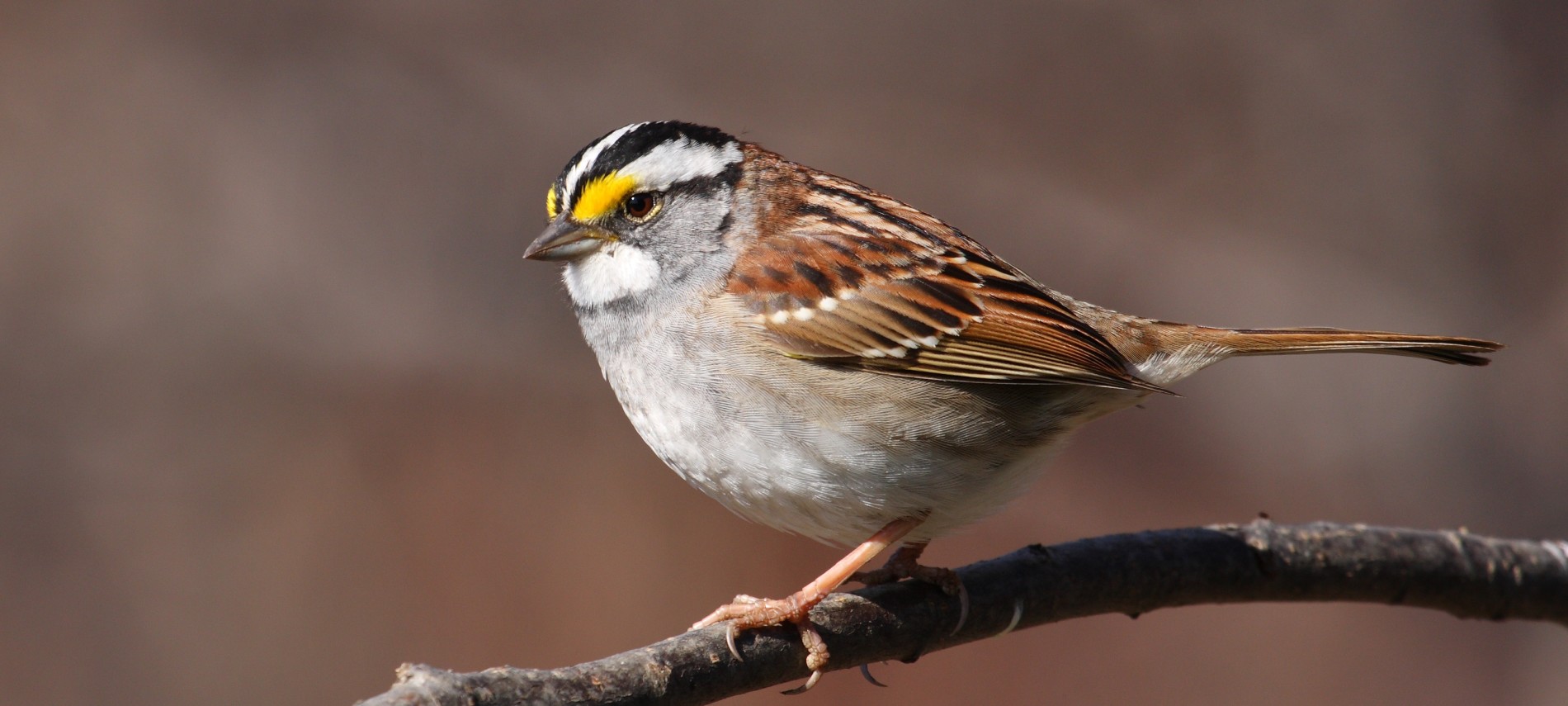 Stout brownish gray bird with a striped head and boldly colored patch between its eye and bill perched on a tree branch