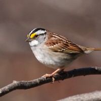 Stout brownish gray bird with a striped head and boldly colored patch between its eye and bill perched on a tree branch