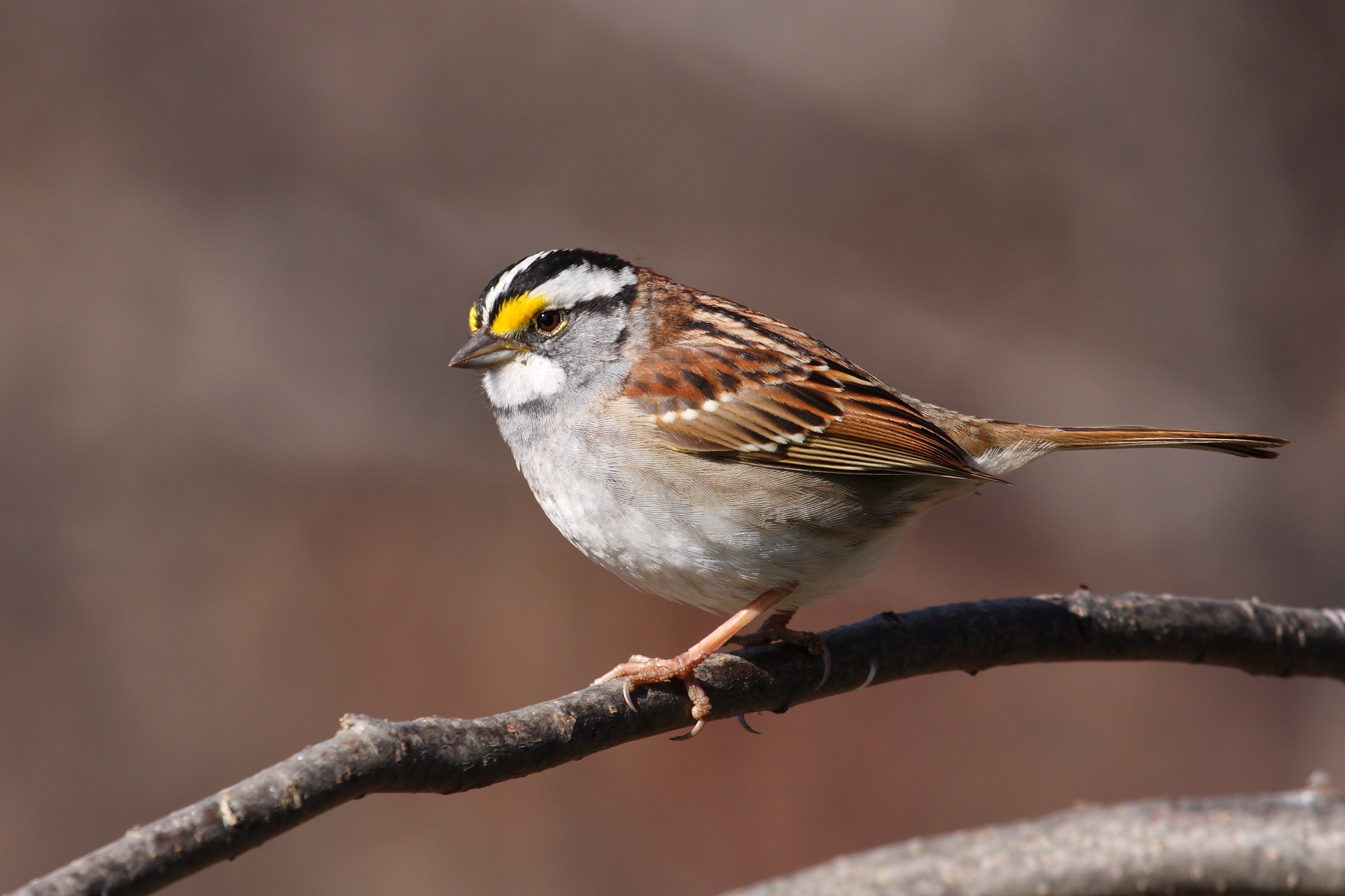 farvestof Konsekvenser rulletrappe North Carolina Mountain Birds: White-throated Sparrow